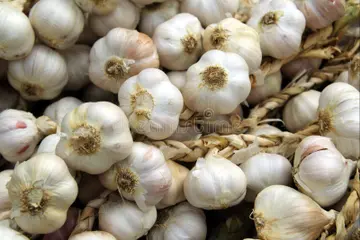 Garlic Farming