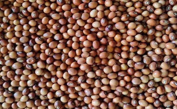 Toor - Pigeon Peas